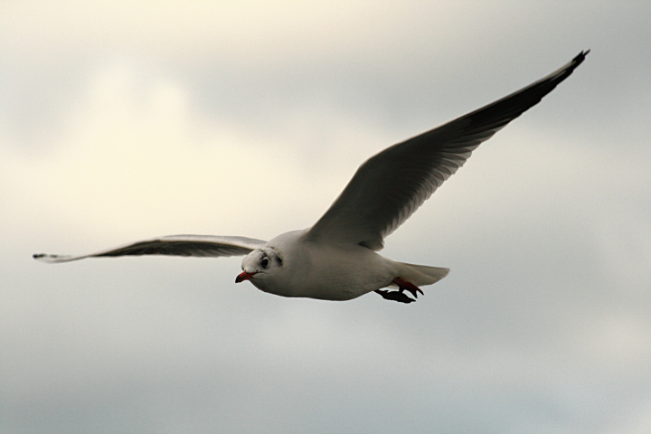 seagull, ameland
