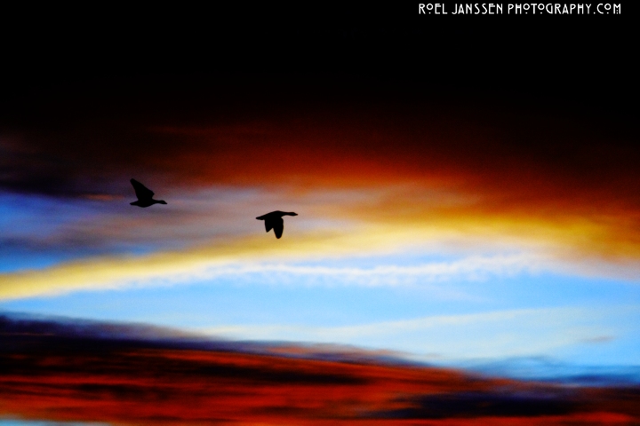 geese at sunrise, ameland