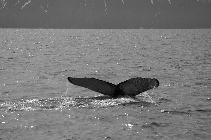humpback whale, húsavík