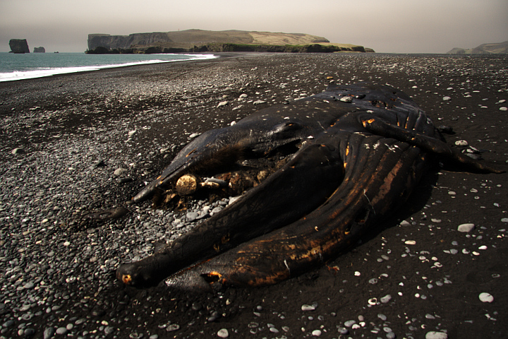 dead minke whale, reynisfjara, dyrhólaey, the fog coming in is actually volcanic dust