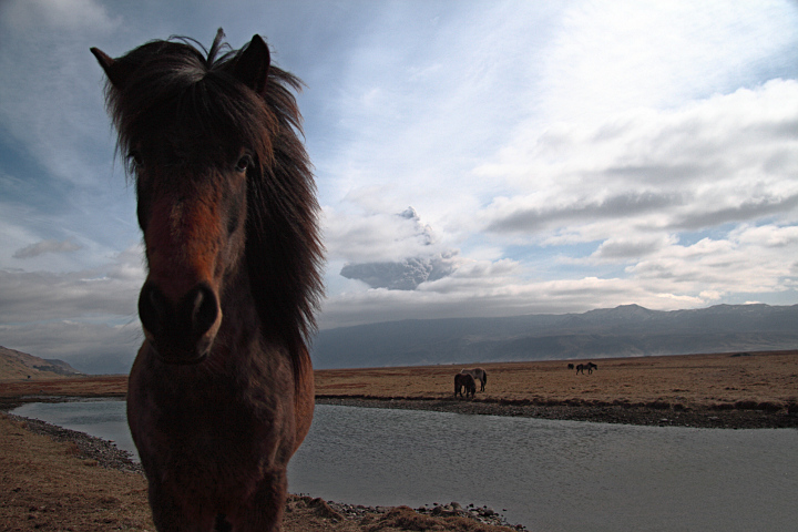 icelandic horse and eyjafjallajökull volcano's ash cloud, fljótsdalur