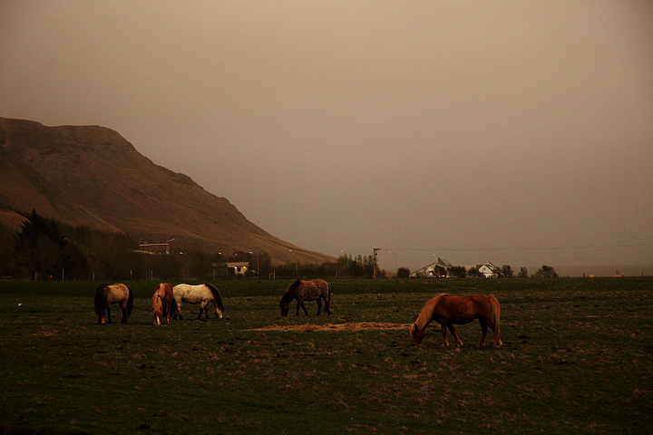 icelandic horses grazing in the volcano's direct fallout zone, skógar